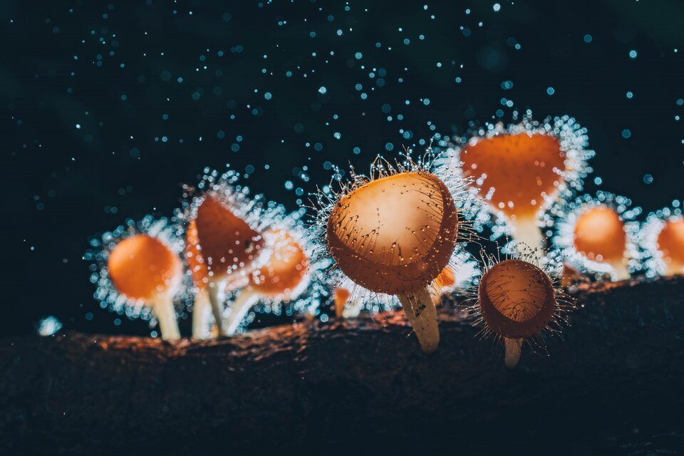 Pharmacology and Effects of Psilocybin