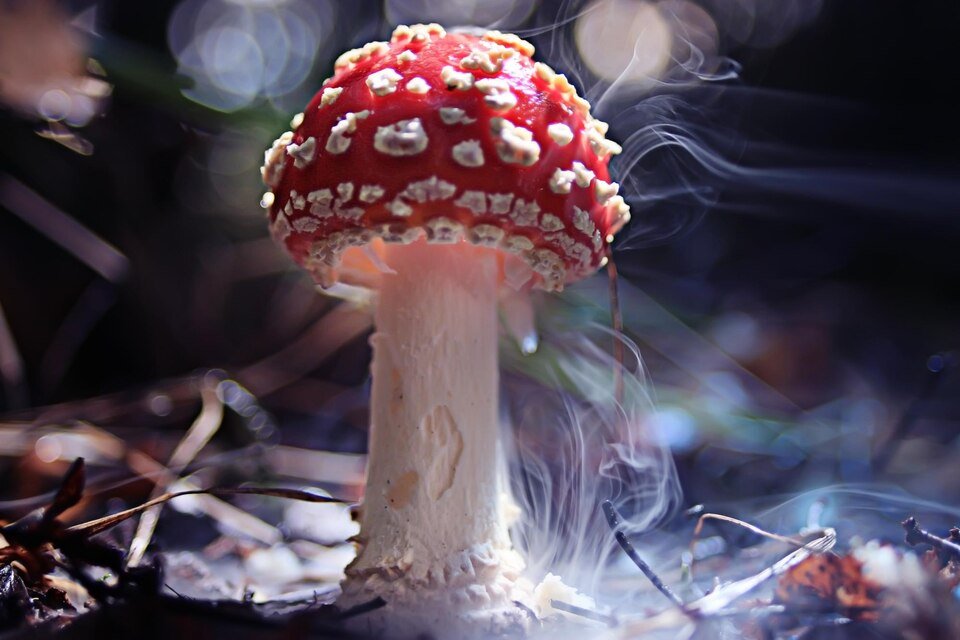 The Science Behind Psilocybin Mushrooms